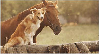 lovaglás hajdúszoboszló szállás és vendégház